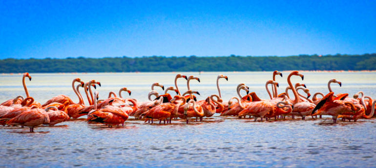 pink flamingo